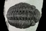 Adrisiops Weugi Trilobite - Recently Described Phacopid #137917-2